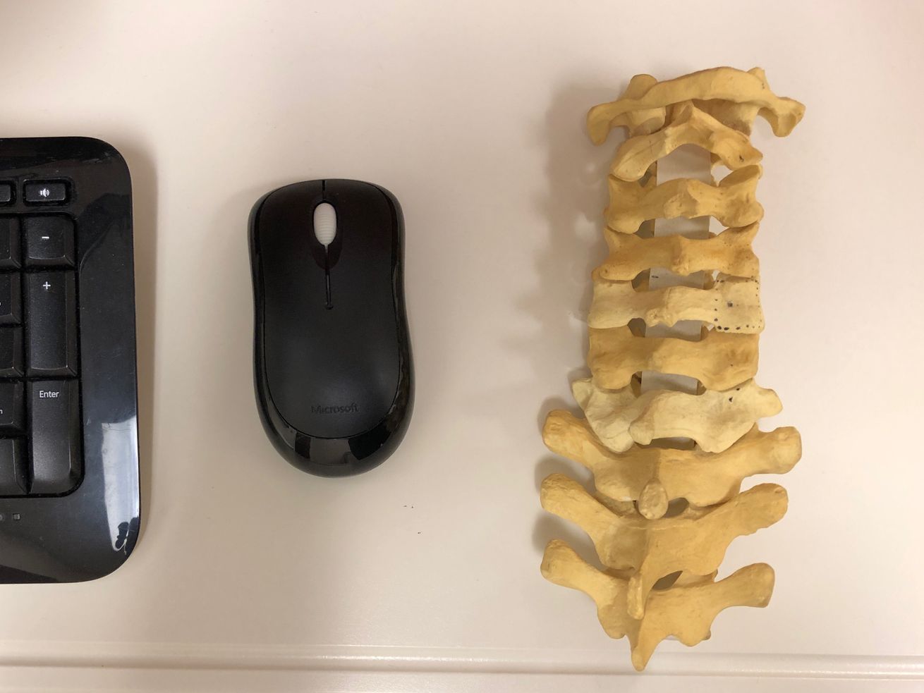 A model of the cervical bones of the spine next to a computer mouse and keyboard.