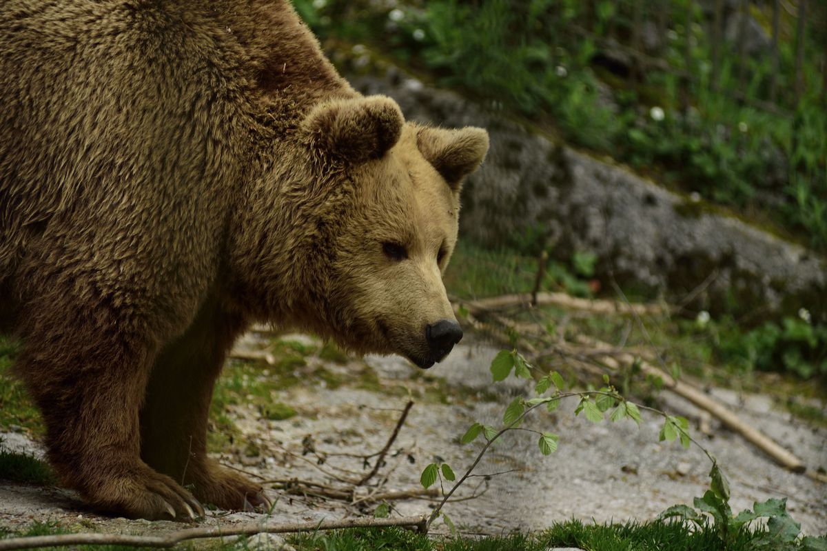 Brown bear, Cumberland Wildpark, Salzburg