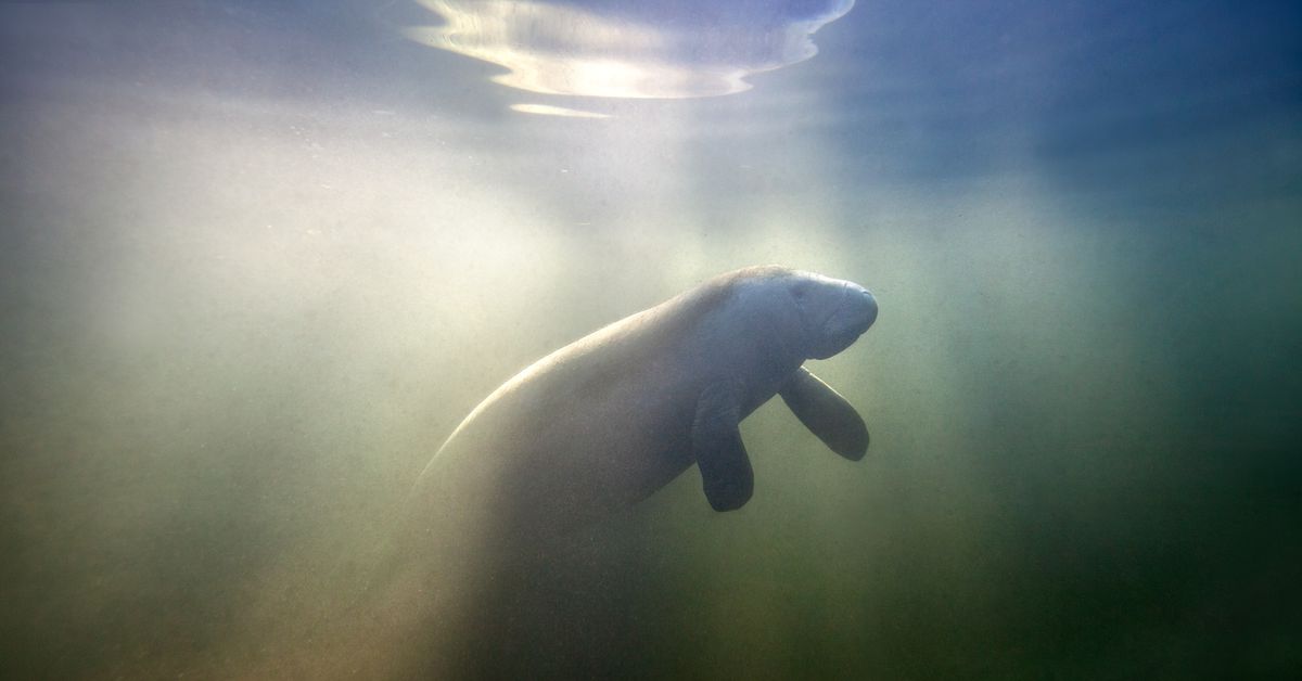 Florida’s manatees are dying in Indian River Lagoon. Why?