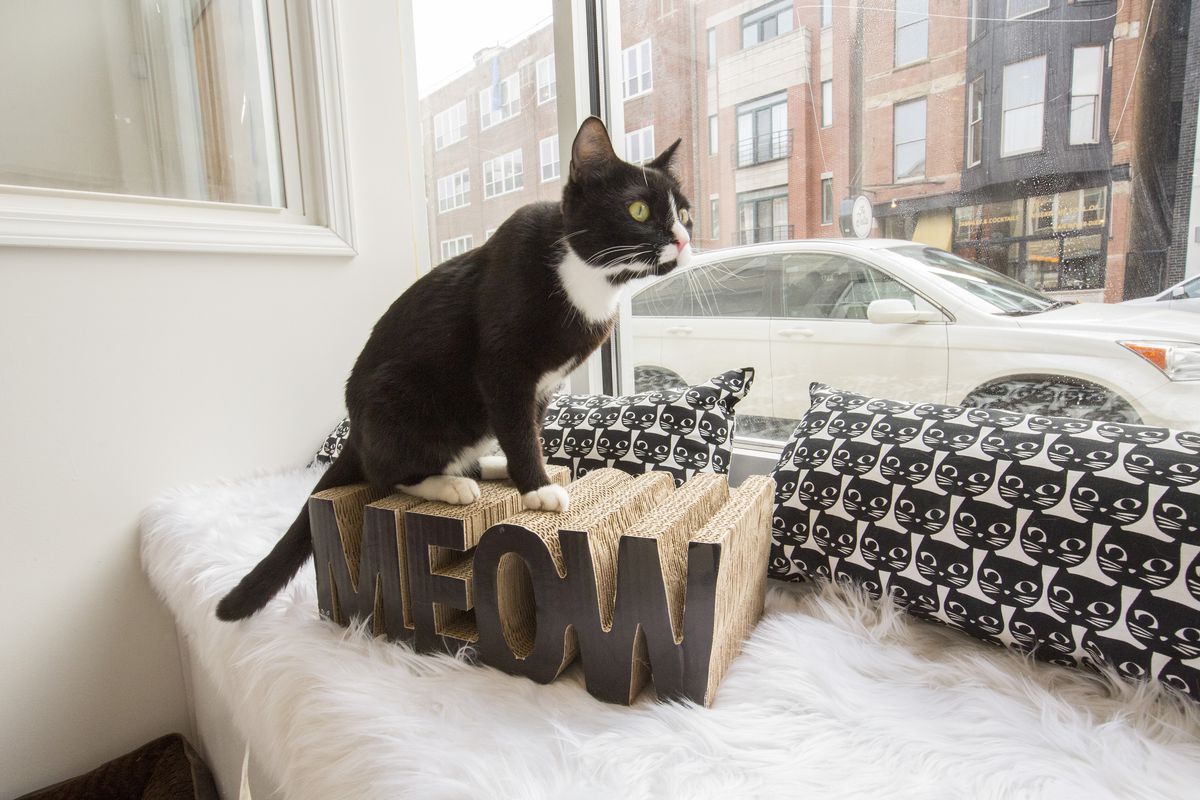 A black and white cat sits on top of a scratching box shaped into the word “meow” and looks out a window onto a Chicago street