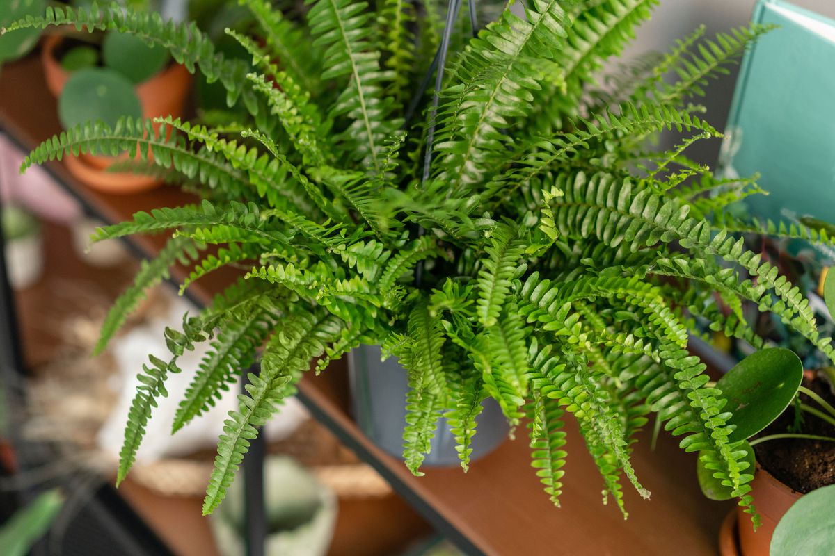 Close up of a kimberly queen fern on a shelf. 