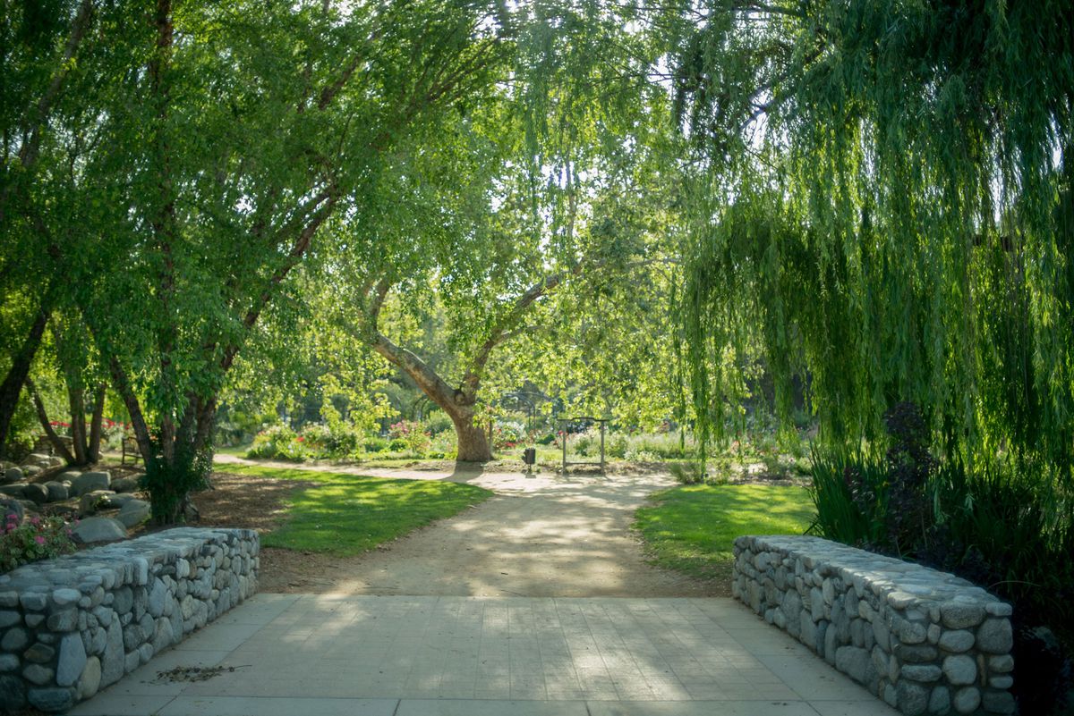 A photo of a bridge and weeping-willow-type tree inside Descanso Gardens. 