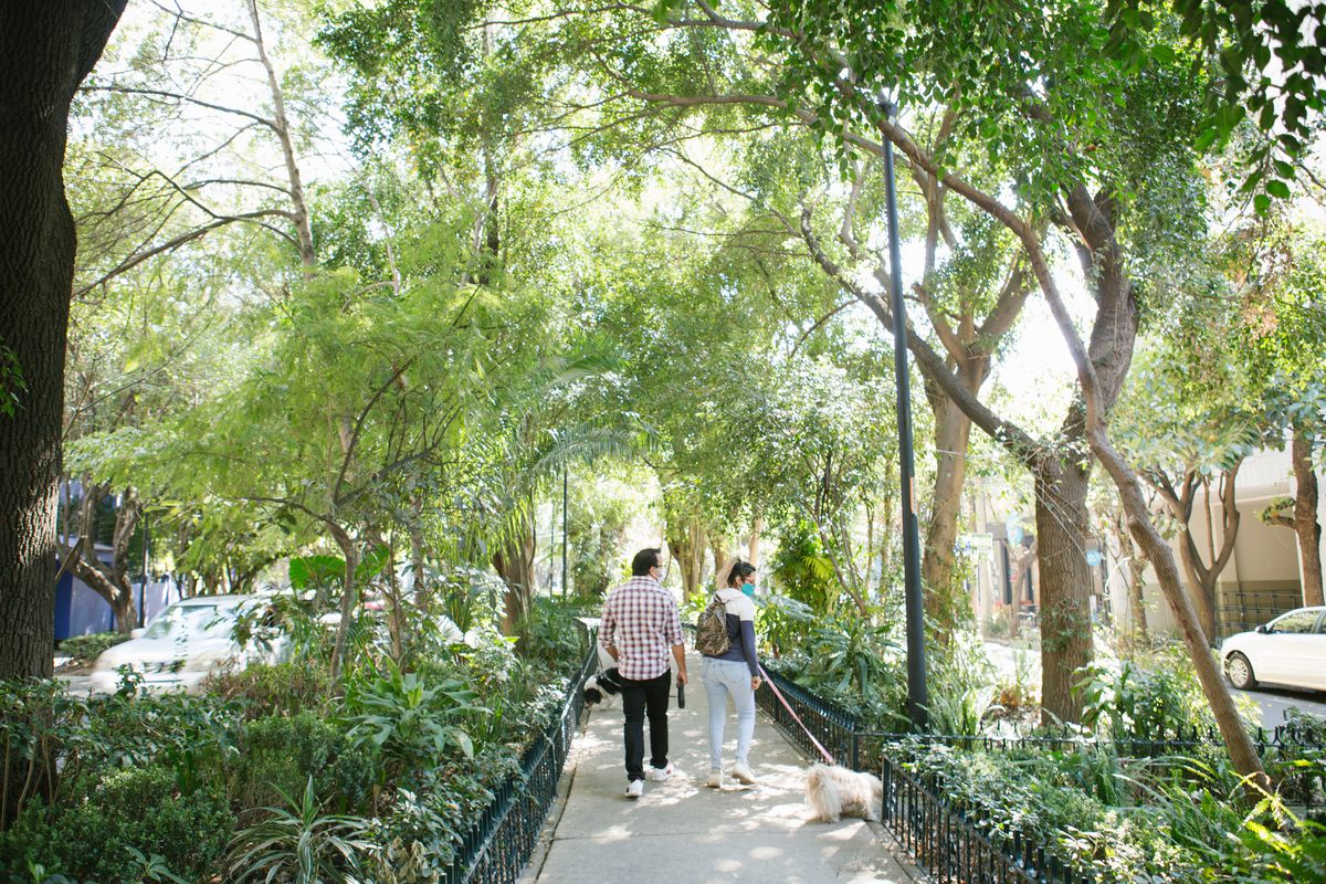 A couple strolls down Condesa’s tree-lined streets with a dog