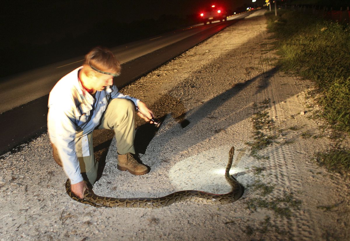 Florida Snake Hunter Aims To Curb Rampant Python Population