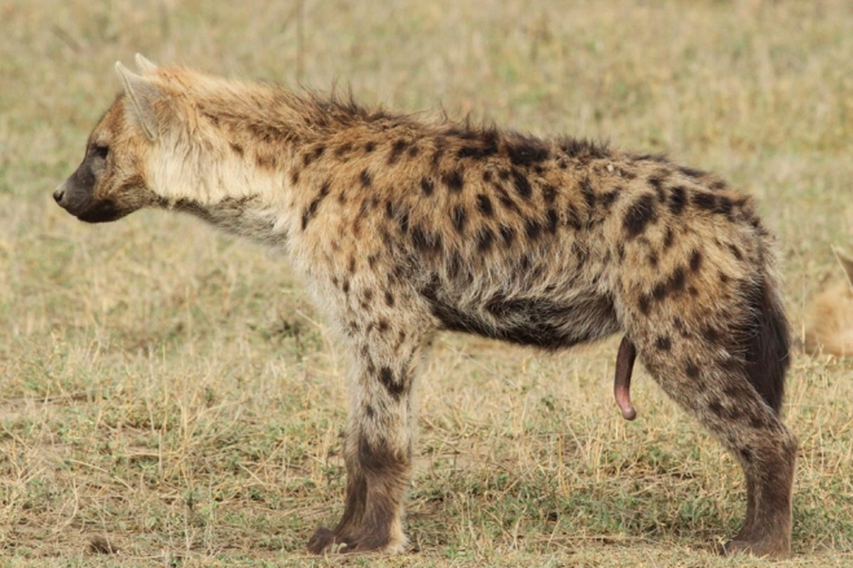Erecție inutilă. Pseudo penis în hiene