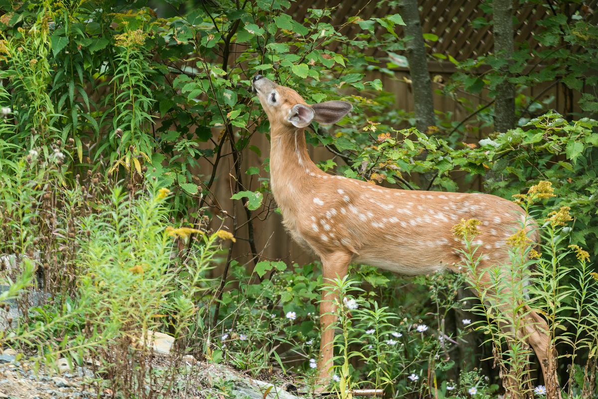 Young deer eating leaves off small tree