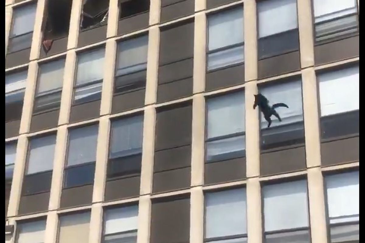 Screenshot of a video showing a cat leap from a building to escape a fire May 13, 2021, in Englewood.