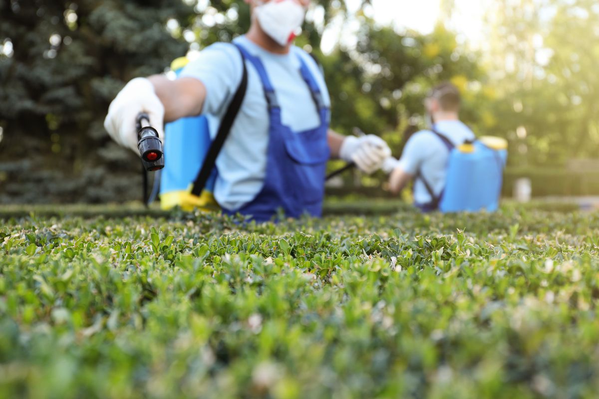 A pest control specialist wearing blue overalls and white gloves uses a black wand to spray pest control solution on green shrubs. 