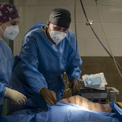 Dr. James Cook (center), director of the Mizzou BioJoint Center at the University of Missouri, helps prepars Malena, a 10-year-old endangered Amur tiger, for total hip replacement surgery at Brookfield Zoo, Wednesday, Jan. 27, 2021. The tiger has arthritis in her left hip. 