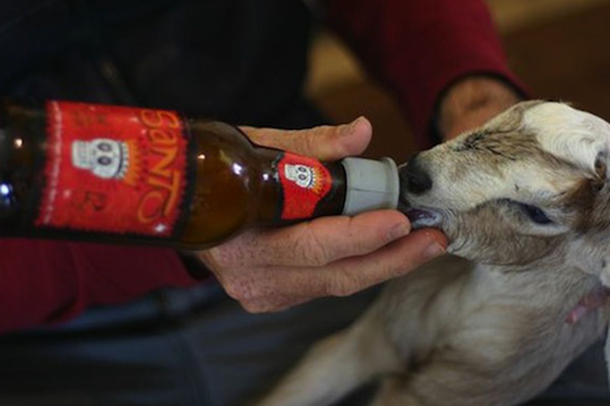 A baby goat at Blue Heron Farm getting his first taste of beer. 