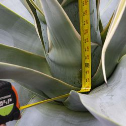 An agave in a death bloom at the Garfield Park Conservatory measured 15 feet, 3 inches tall on Wednesday.