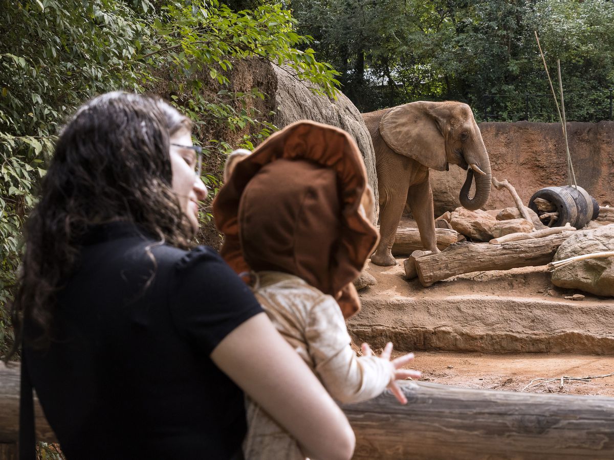A woman holds up a young child. The child is looking at an elephant in a zoo habitat.