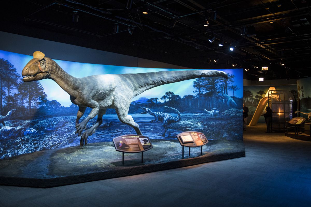 The Field Museum’s new exhibit includes this model of a  Cryolophosaurus, the largest carnivorous dinosaur of the early Jurassic period. The 25-foot-long dinosaur is covered in feathers. | Ashlee Rezin/Sun-Times