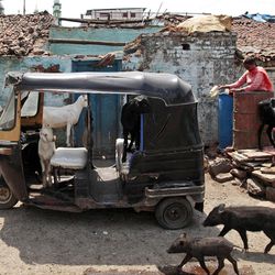 In this May 10, 2012 photo, animals walk in and around an auto rickshaw in the neighborhood where Fatima Munshi lives in Khandwa, India. Living in Australia, Saroo Brierley, 30, was reunited with his biological mother, Munshi, in February 2012, 25 years after an ill-fated train ride left him an orphan on the streets of Calcutta. (AP Photo/Saurabh Das)
