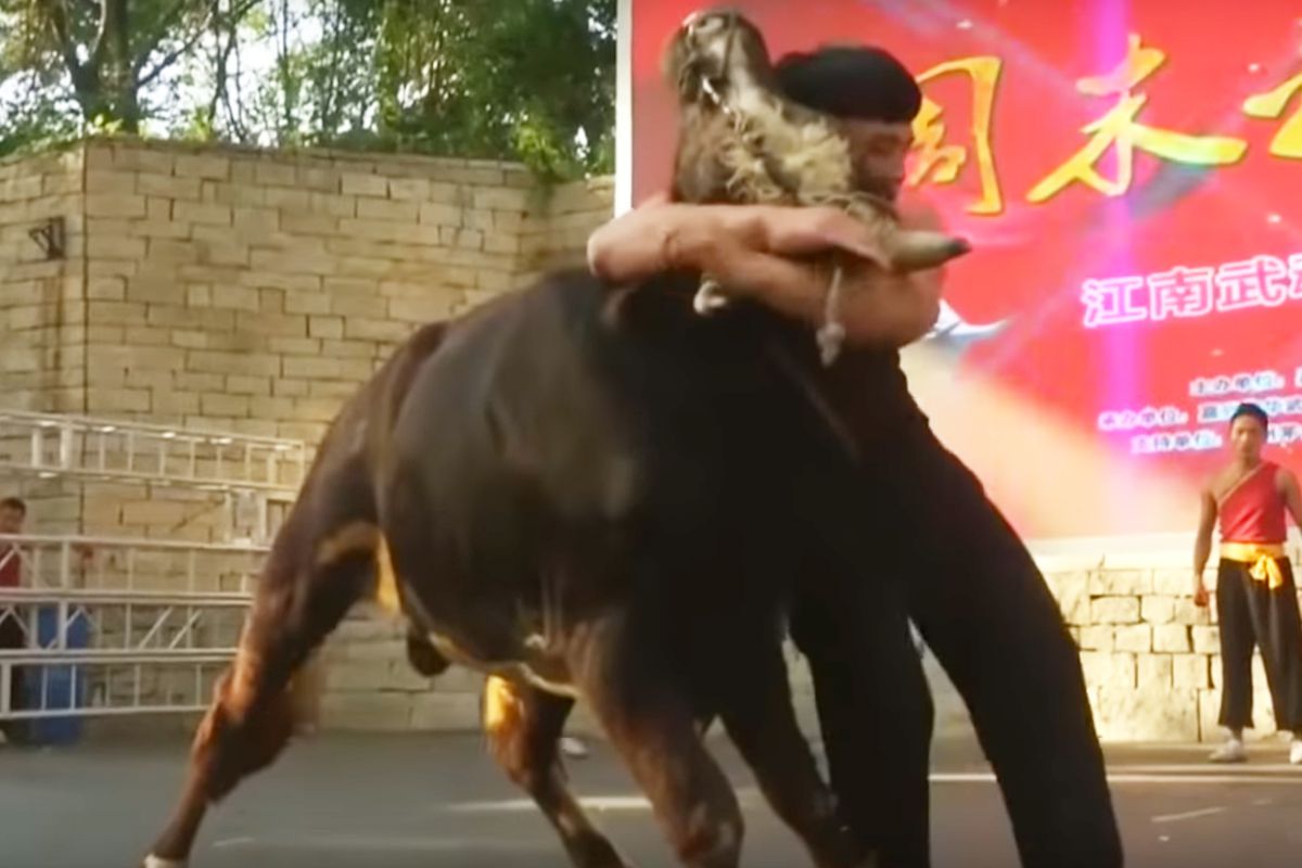 Ren Ruzhi wrestles a bull in Chinese Bullfighting exhibition in Zhejiang, China. 