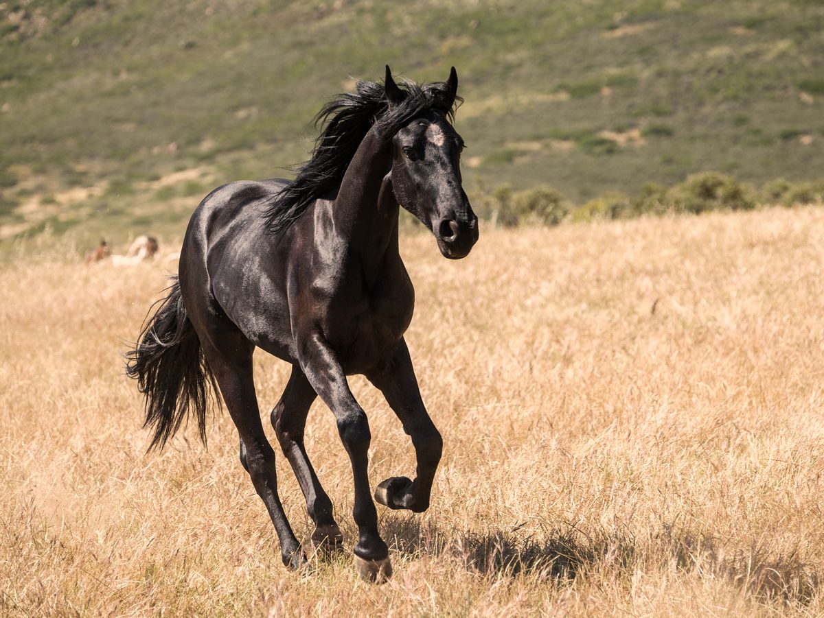 A black horse galloping across a field of dry yellow grass.