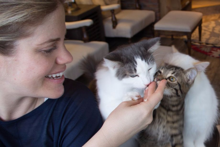Oh Man, There’s ANOTHER Cat Cafe Coming to Los Angeles Soon Eater LA