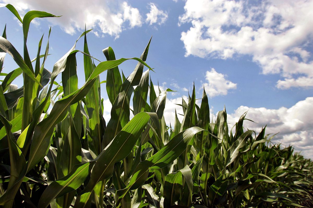 Record Corn Crop Threatened By Hot Dry Weather