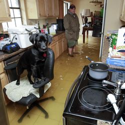 Rowdy the dog finds refuge on an office chair in Harvey Cook's flooded home in Hammond, La., Friday, March 11, 2016, after heavy rains caused low areas to flood. Torrential rains pounded northern Louisiana for fourth day Friday, trapping several hundred people in their homes, leaving scores of roads impassable and causing widespread flooding. 