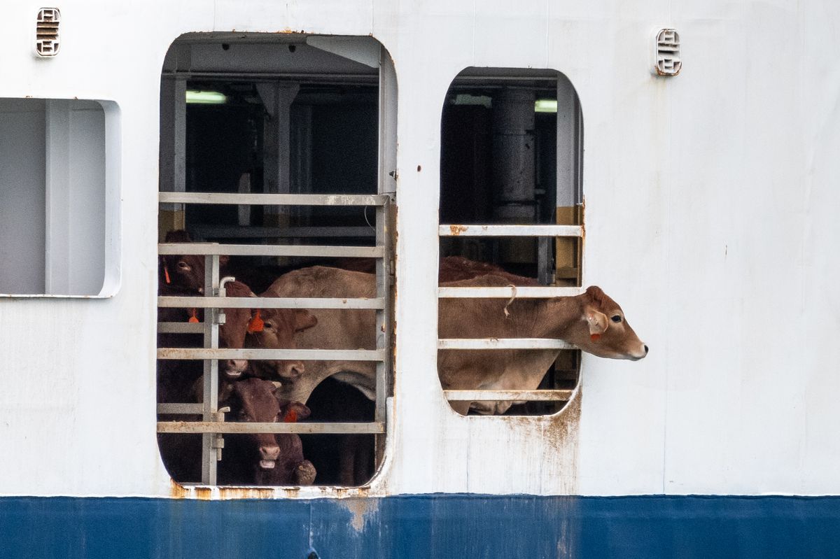 A cow looks out from the side of a livestock ship, appearing to be gazing at her surroundings.