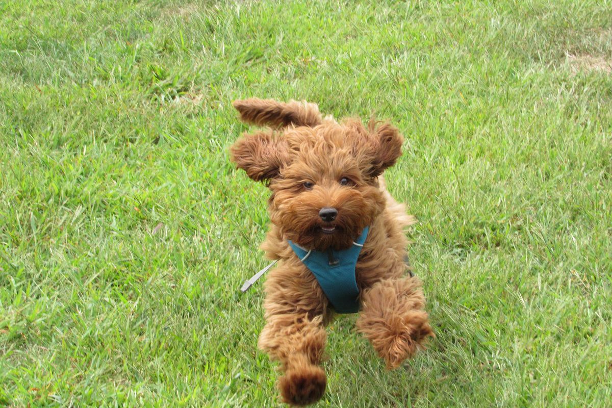 A puppy running in a park		