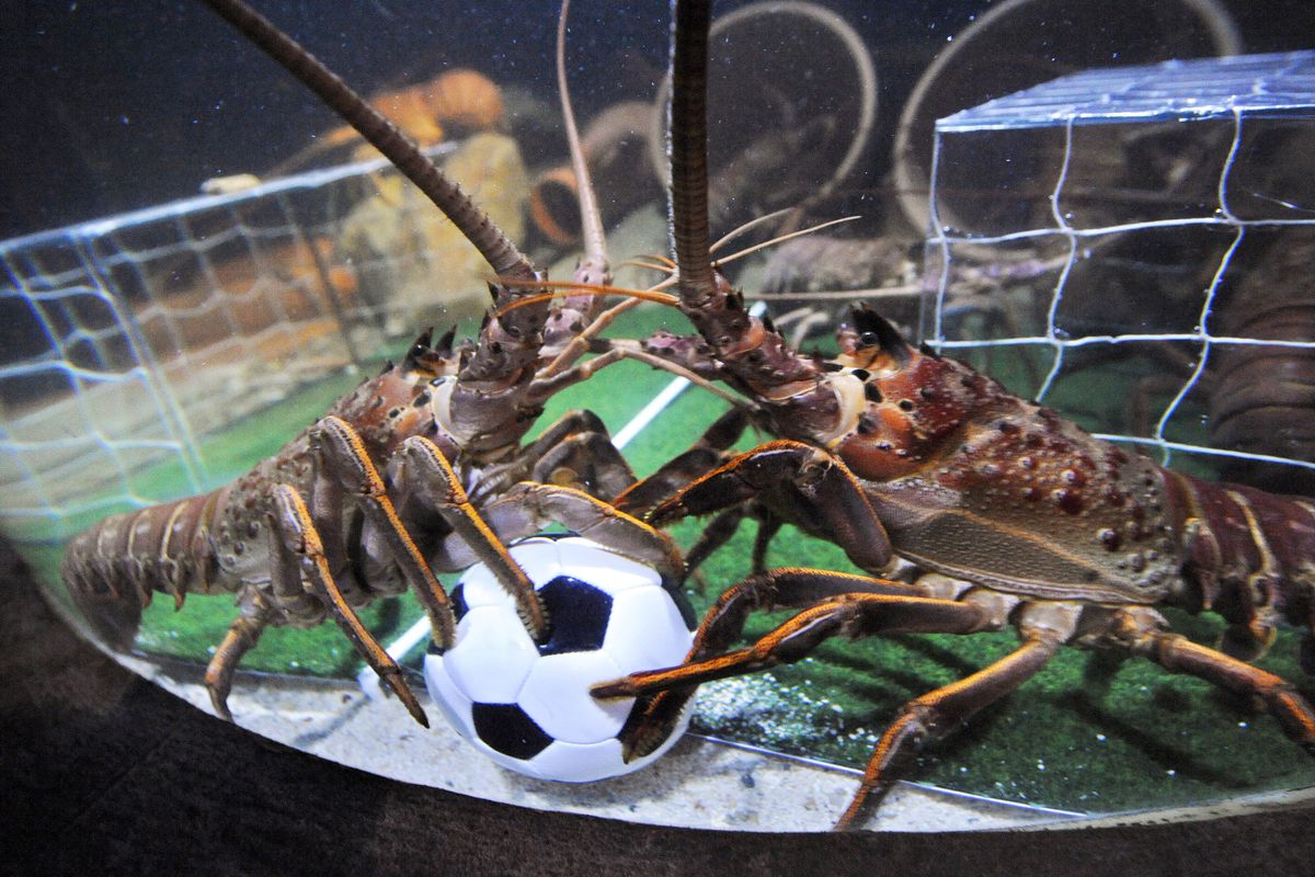 Two langoustines fight for a football in