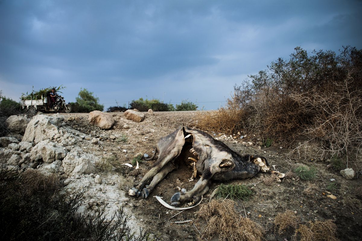A buffalo killed by drought in Iraq.