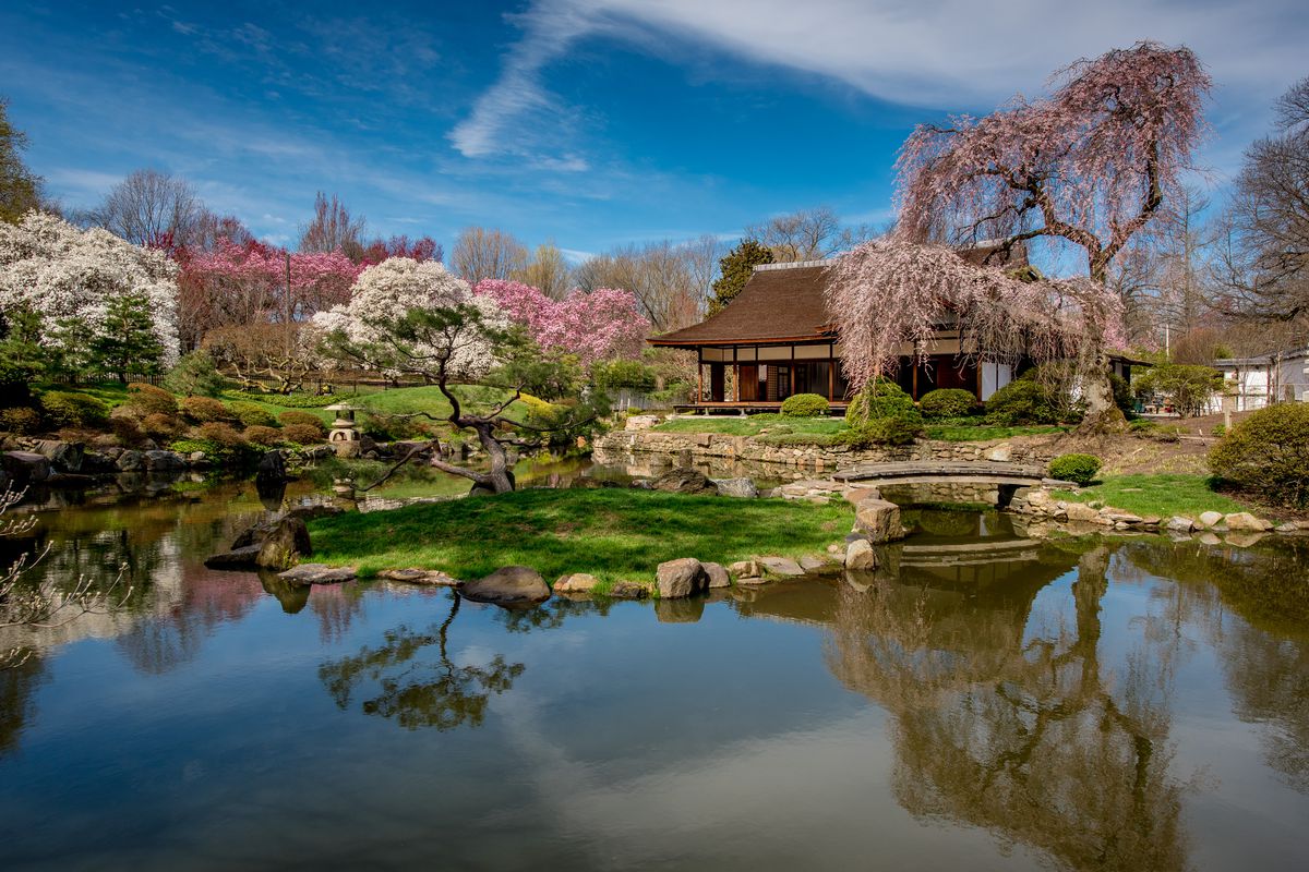A view over a lake looking toward the Shofuso Japanese House and Garden during cherry blossom season.
