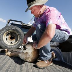 Veterinarian Jon McCormick tends to a mountain lion after the animal was tranquilized and removed from the back yard of a home in Tooele on Thursday, Aug. 10, 2017.