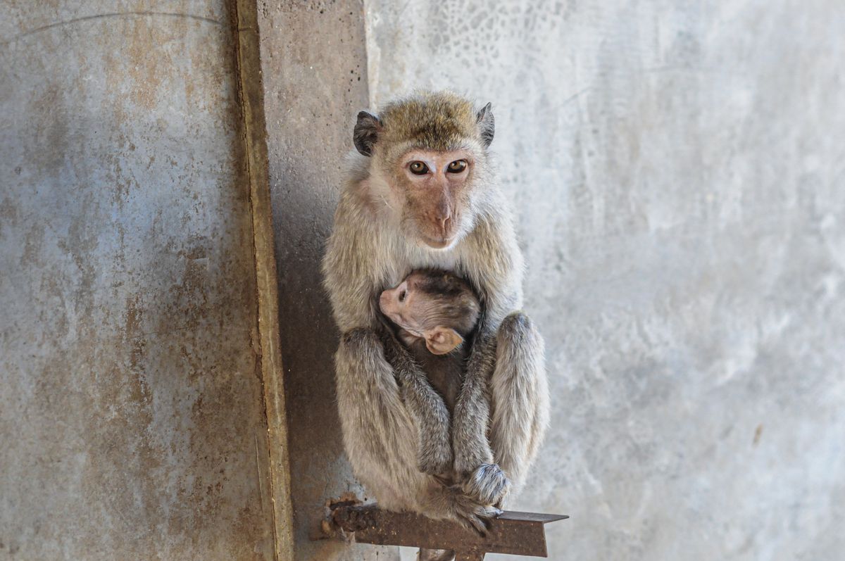 A monkey cradles a small baby monkey against the backdrop of a concrete wall.