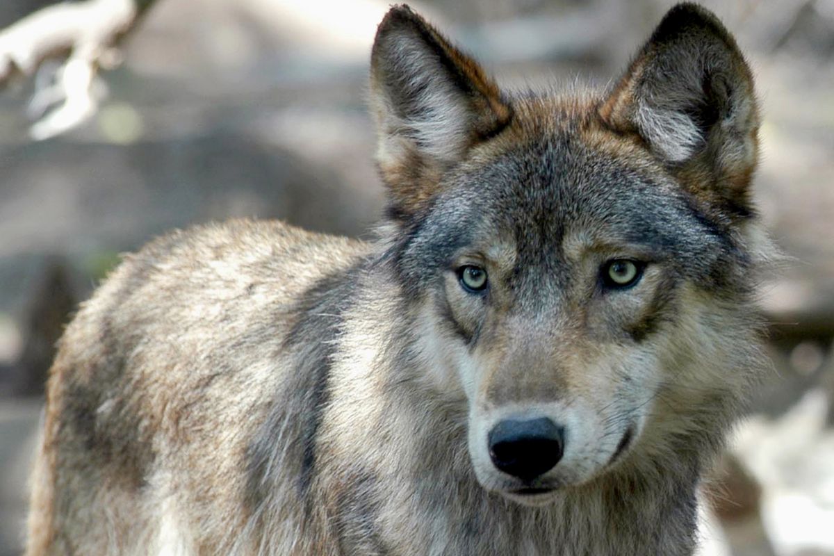 Wisconsin wildlife officials opened an abbreviated wolf season from Feb. 22-28, 2021, complying with a court order stemming from the Trump administration’s removal of gray wolves from the endangered species list. 