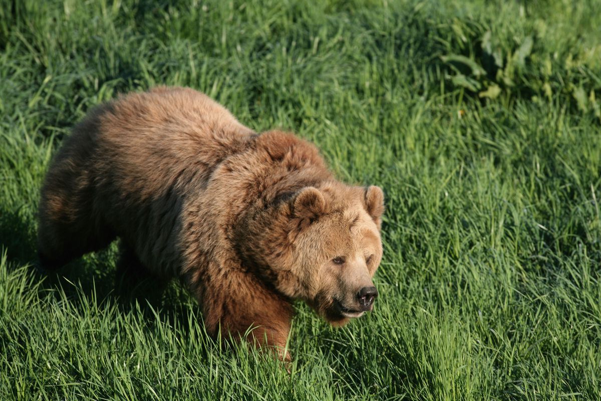 Brown Bear Cubs Born In Wildlife Park