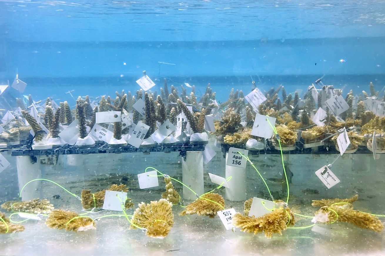 Small fragments of living coral submerged in tank of water with tags attached to them.