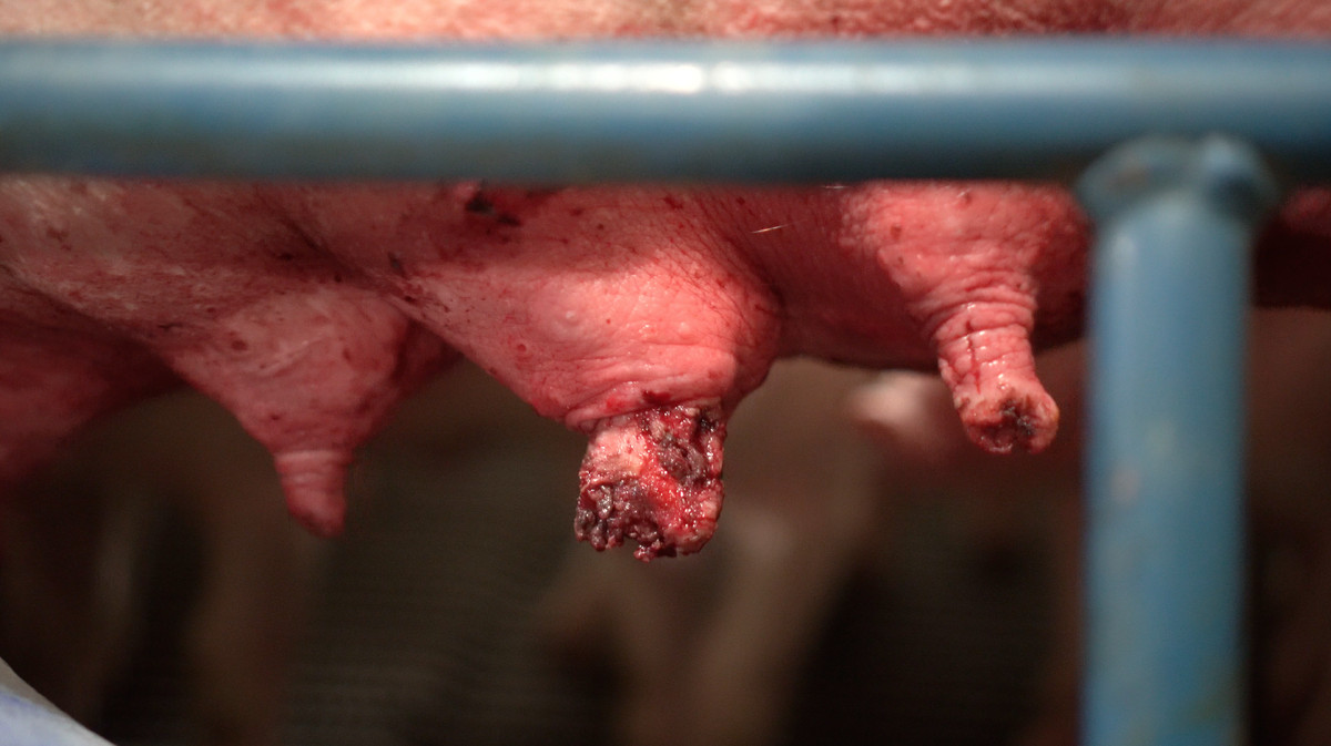 Damaged nipples on a sow