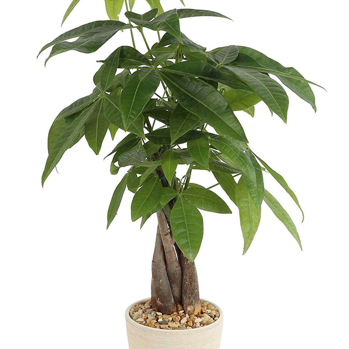 A green money tree plant has green leaves in a neutral pot. 