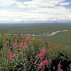     In this file, an undated US Fish and Wildlife Service image obtained on August 3, 2001 shows the coastal plain within the Arctic National Wildlife Refuge in Alaska.  - The US Department of the Interior approved oil and gas drilling on August 17, 2020 in the Arctic National Wildlife Refuge (ANWR) in Alaska.