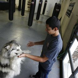 Isaac Lugo plays with Berlin at Foley's Mixed Martial Arts Training Center in Ogden on Saturday, November 12, 2011.  Lugo has been staying with a foster parent since his father was deported to Mexico.
