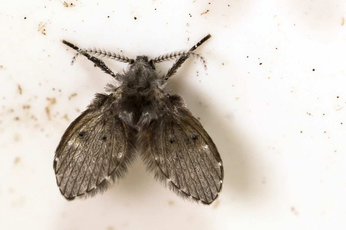 A close up of a Drain Fly in a drain pipe.
