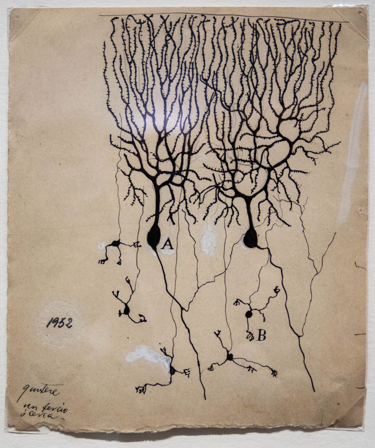 An ink illustration of a root- or vein-like structure of connected tendrils. spreading upward.