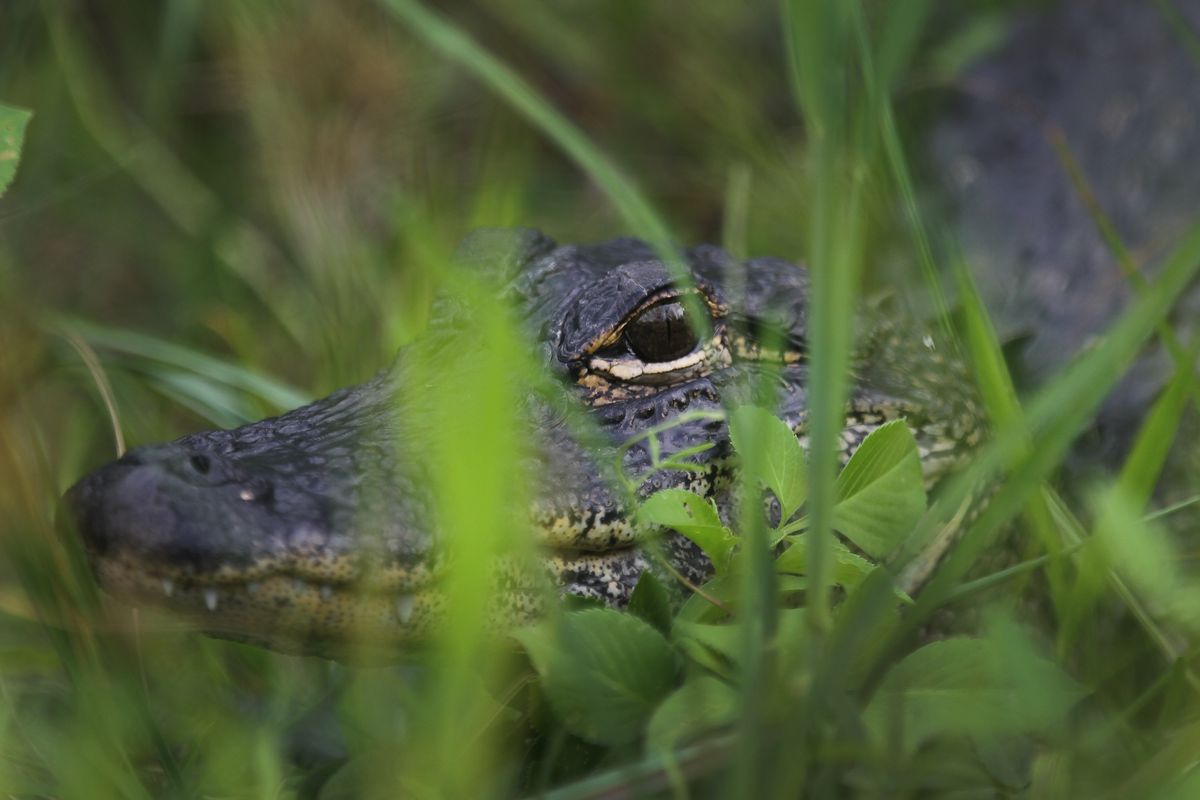 Gov't Pledges Support For Everglades Restoration