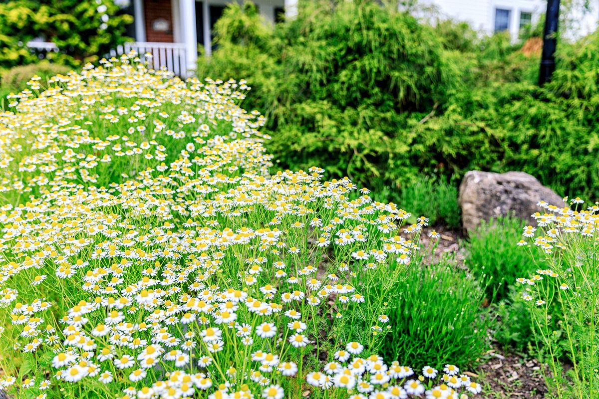 Chamomile flowers in a garden.