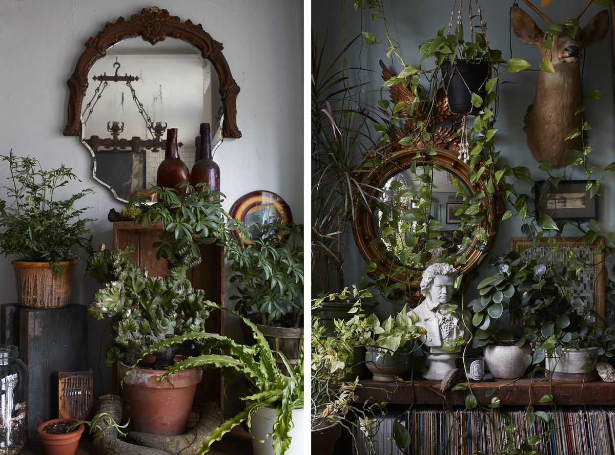 A doorway and wall displays Victorian-era molding. Plants cover many shelves and surfaces, making an interior jungle.