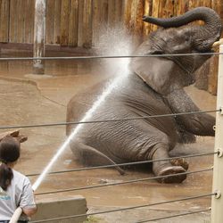 An elephant enjoys a bath at Hogle Zoo in Salt Lake City Wednesday, June 12, 2013.