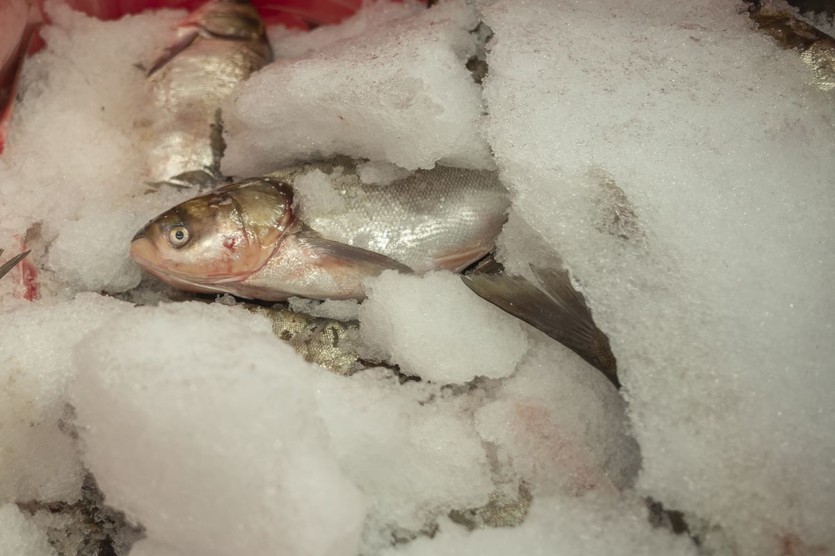 A silvery fish is packed into a bed of ice.