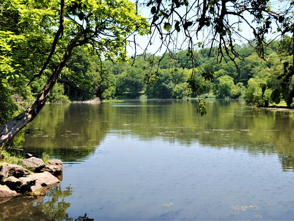 A body of water surrounded by trees with green leaves.