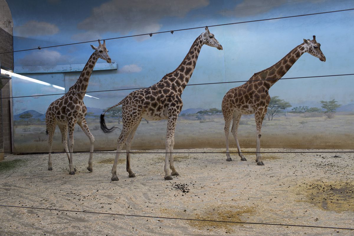 Three giraffes in front of a backdrop that looks like a blue sky over a savanna. 