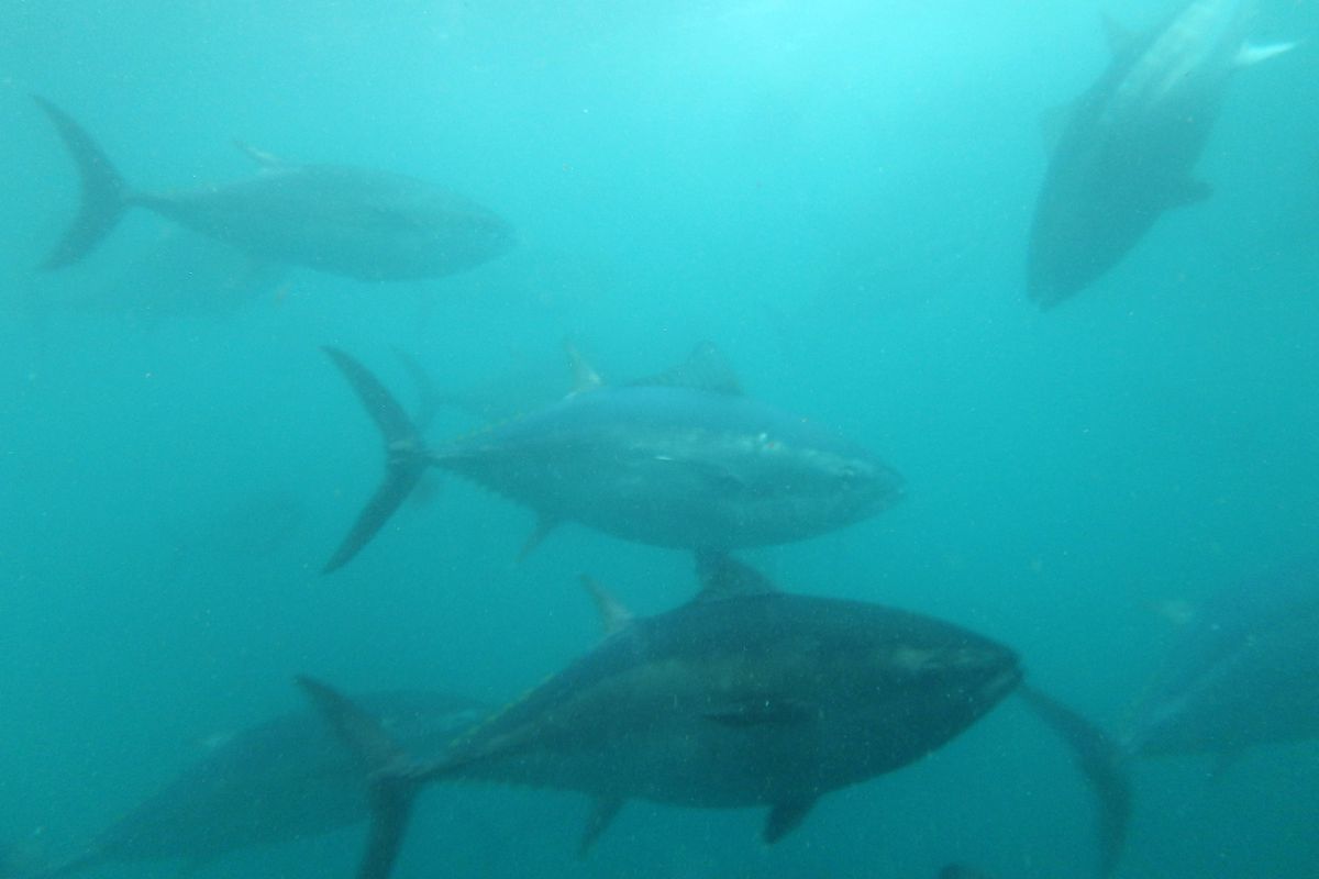 Blue-Fin Tuna Farm Operations At Kinki University Fisheries Laboratory As Seafood Proves Sweet Spot In Japanese Exports
