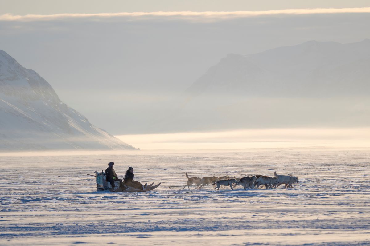Team of sled dog during winter in Uummannaq in the north west of Greenland