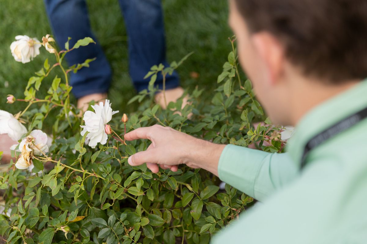 A pest control specialist wearing a green shirt points to white flowers on a green bush that have been affected by pests. 