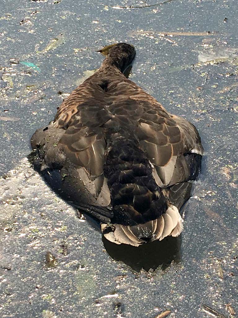 A duck found dead in the Chicago River. | Photo by George Brigandi